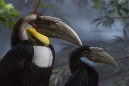 WCS’s Prospect Park Zoo Debuts Wreathed Hornbill Exhibit